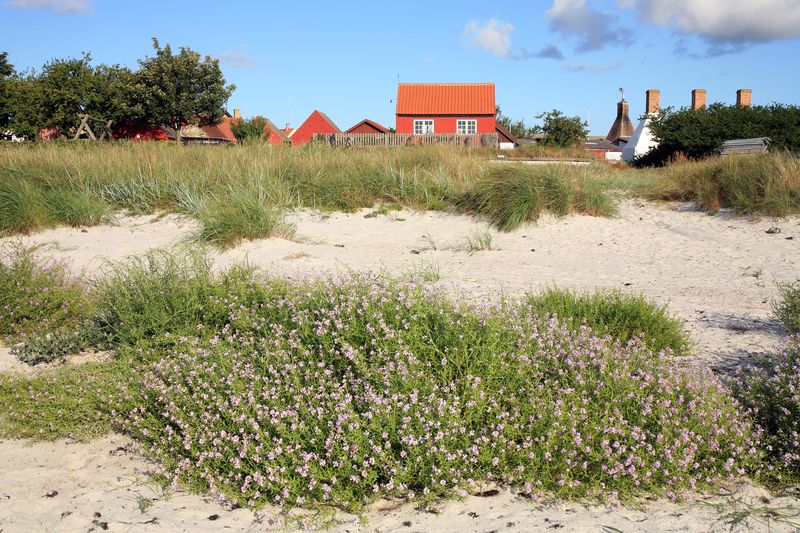 Urlaub in Dänemark: Vejers Strand